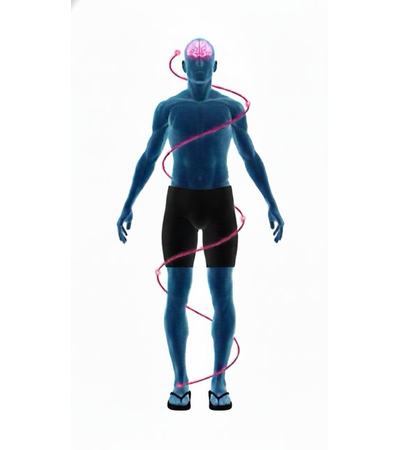 Body diagram